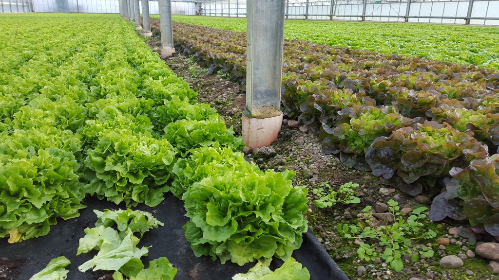 Der erste Salat des Jahres