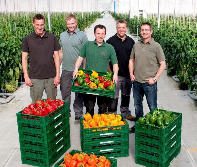Paprika und Auberginen aus dem Hegau