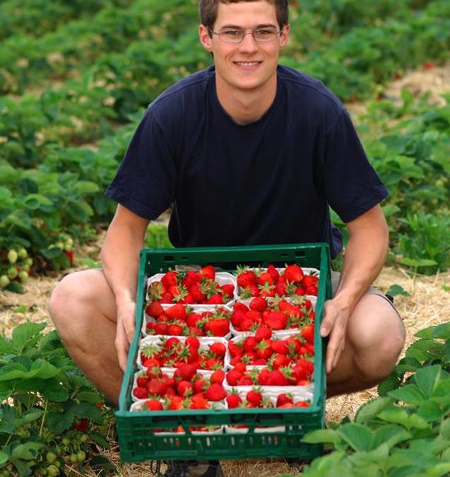 Erdbeeren vom Fuchshof