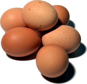 Unsere Eier sind Fipronil-frei