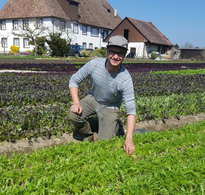 Bio-Pflücksalat von Manuel Uricher