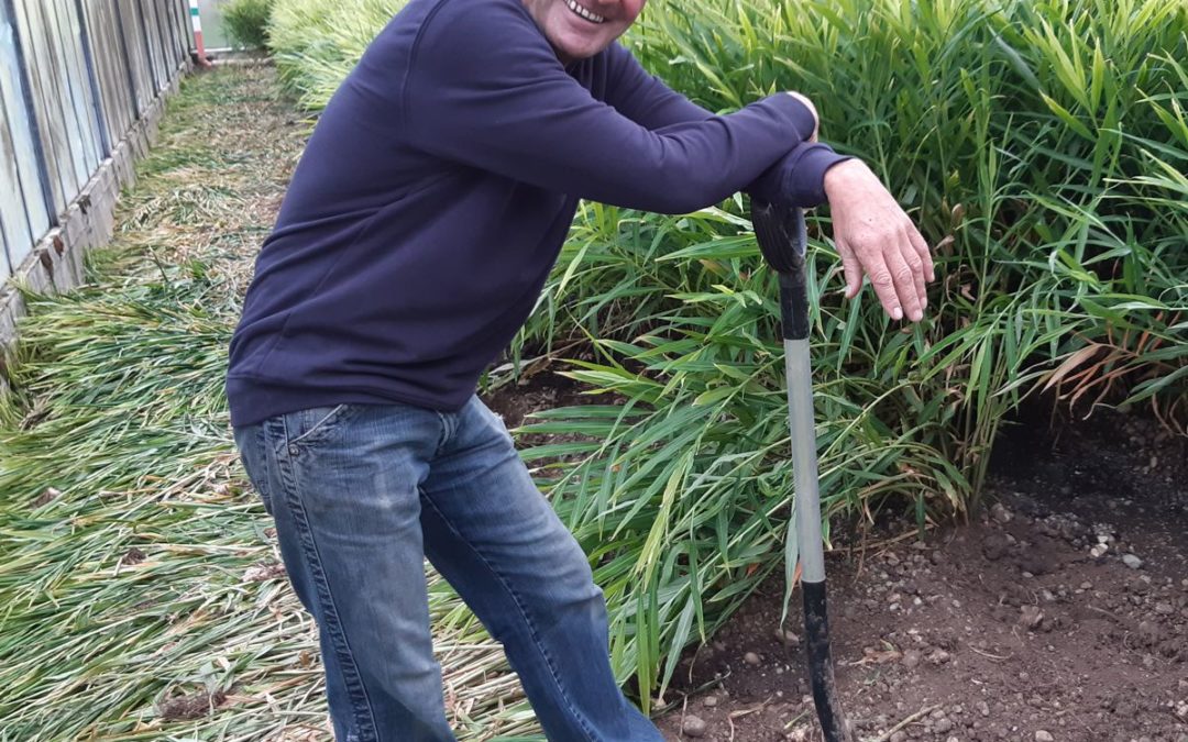 Reichenauer Ingwer